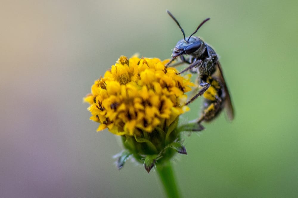 La CAS redefinió hoja su compromiso en el rescate y protección de la fauna y la flora. imagen de la publicación