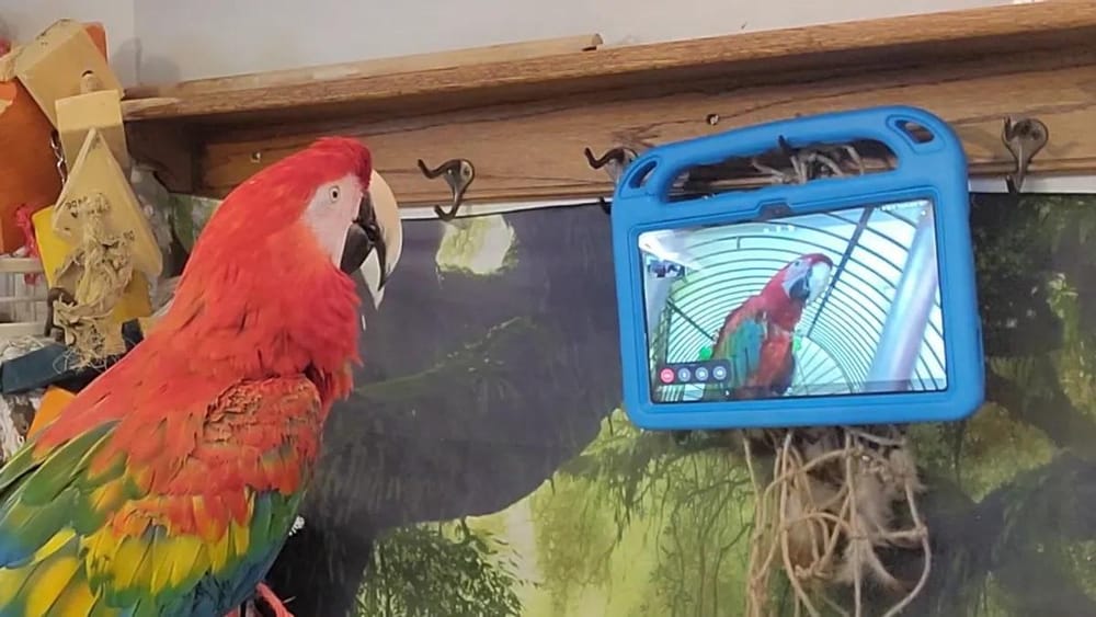 Loros aprenden a usar videollamadas y forman vínculos sociales gracias a la tecnología imagen de la publicación