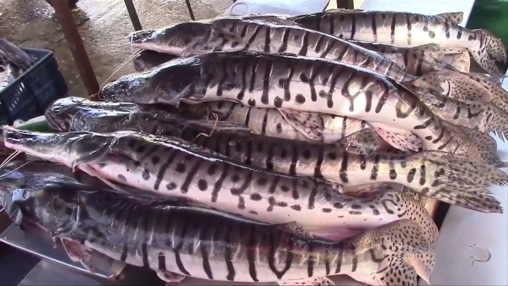 Durante mayo se prohíbe la pesca de bagre rayado en Barrancabermeja imagen de la publicación