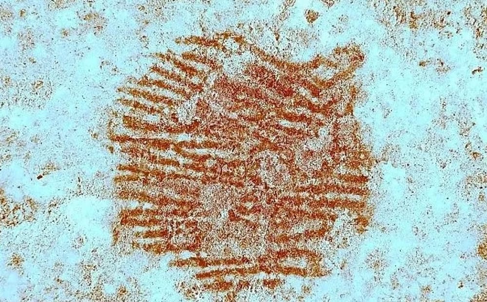 Hallada la huella dactilar más antigua del mundo imagen de la publicación