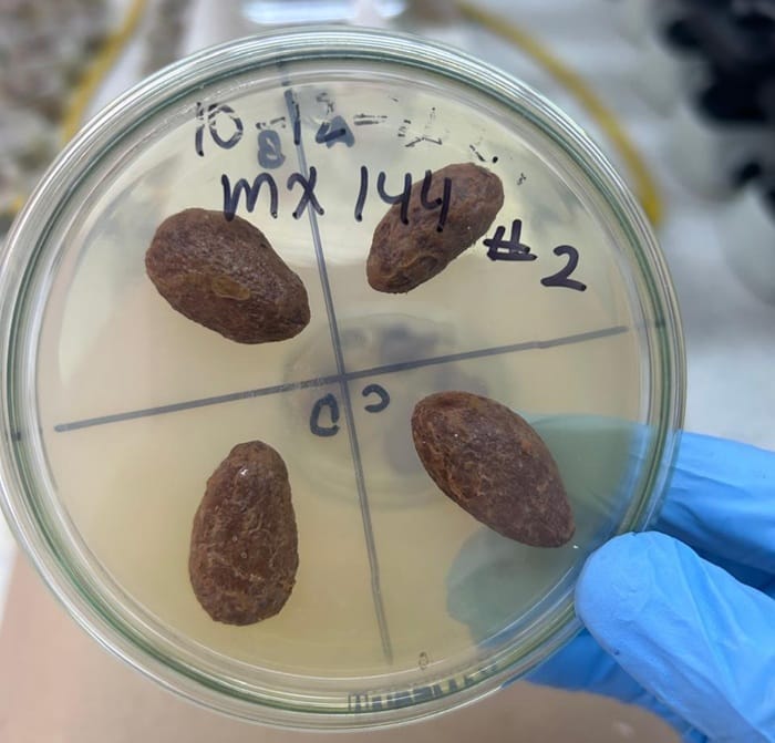 Iniciativa busca blindar el cacao de Santander frente a riesgos por micotoxinas imagen de la publicación