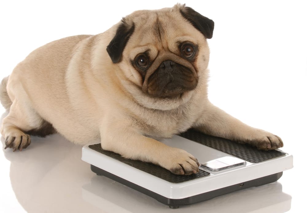 La obesidad en mascotas: un problema silencioso que pone en riesgo su vida imagen de la publicación