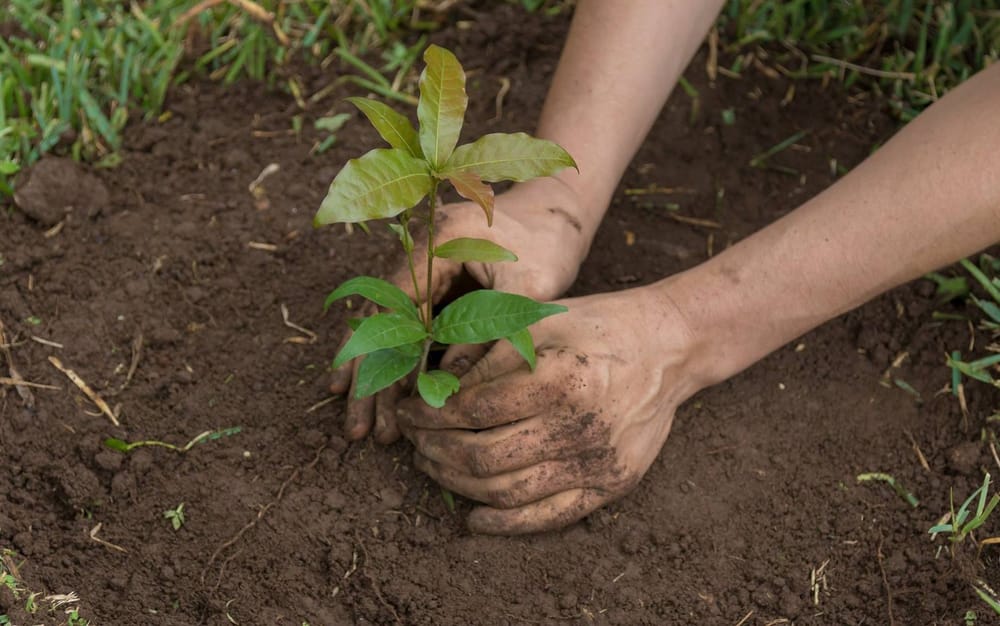 La Judía rinde tributo a Andelfo Suárez con jornada ambiental imagen de la publicación