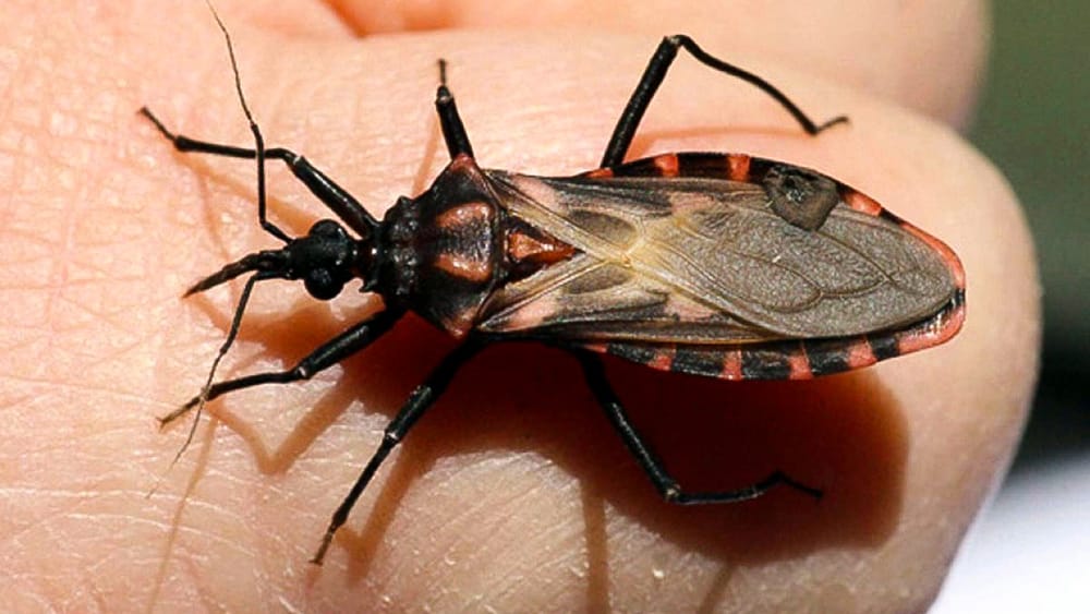 La mitad de Santander está en alto riesgo ante la Enfermedad de Chagas imagen de la publicación