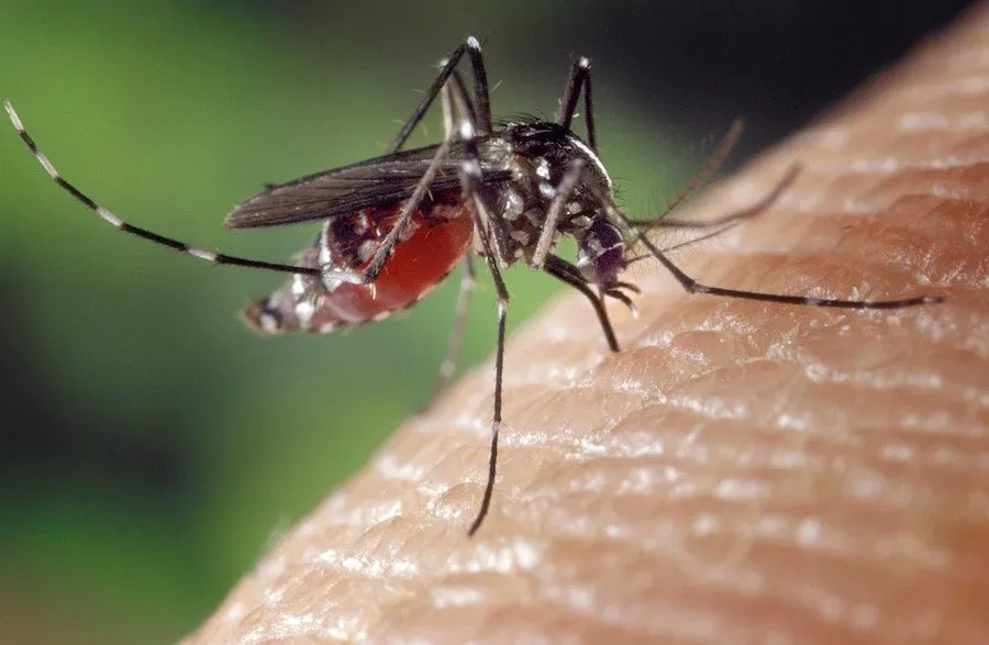 Dengue en Santander: una epidemia que no podemos seguir ignorando imagen de la publicación