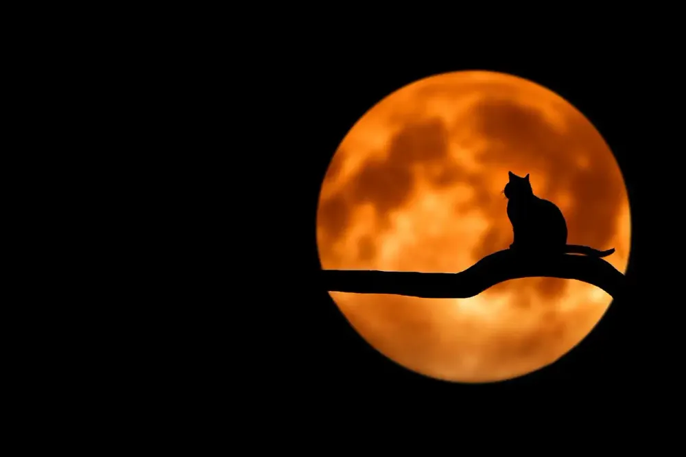 Entre el alba y el crepúsculo: el misterio detrás de la energía infinita de los gatos imagen de la publicación