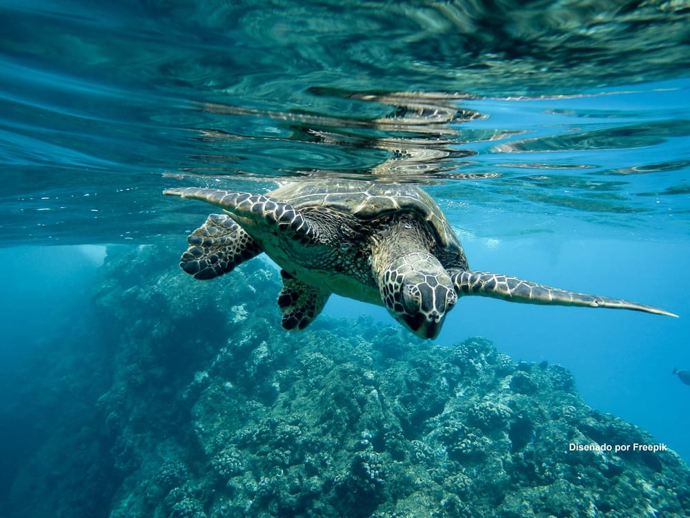 Aliados frente al cambio climático producen más de la mitad del oxígeno que respiramos imagen de la publicación