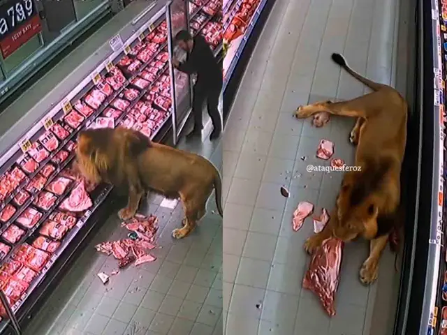 ‘Un lindo gatito’ en un supermercado en Sudáfrica imagen de la publicación