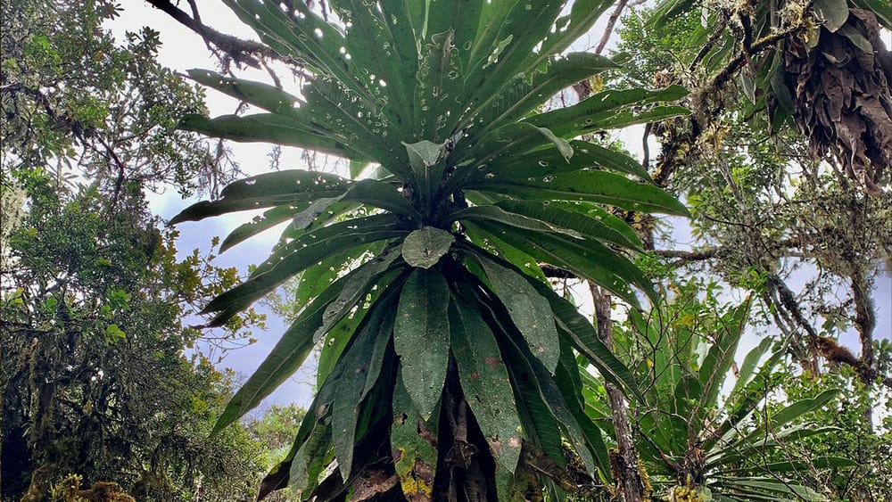Científicos de la UIS descubren nueva especie de frailejón imagen de la publicación