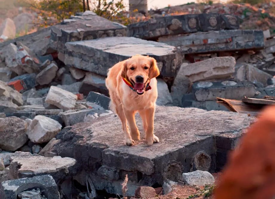 Bucaramanga adopta protocolo para rescate de mascotas en desastres naturales imagen de la publicación