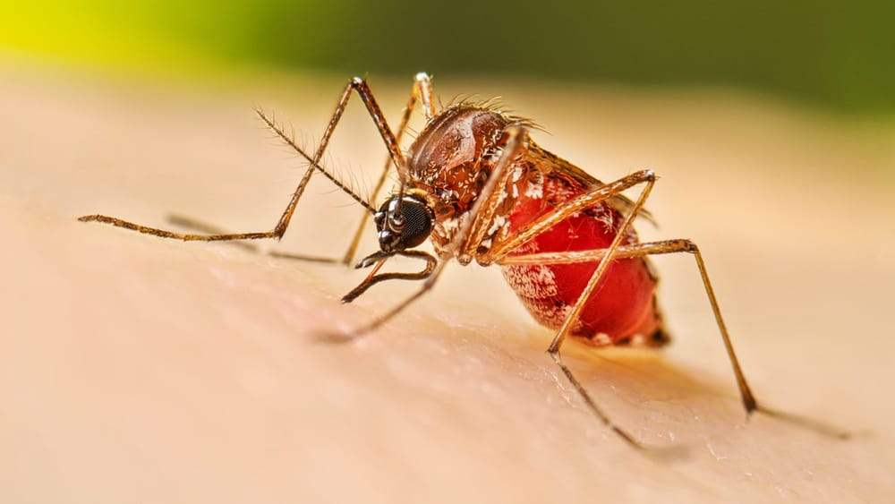 Dengue se expande en Santander y pone en riesgo a población infantil imagen de la publicación