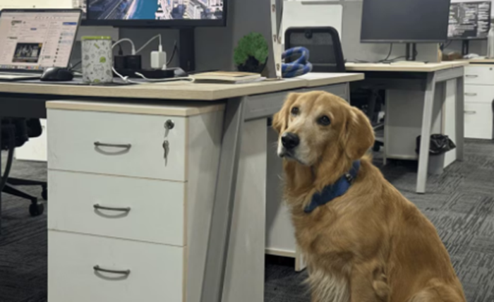 Denver, el perro que alegra la oficina y tiene cargo directivo imagen de la publicación