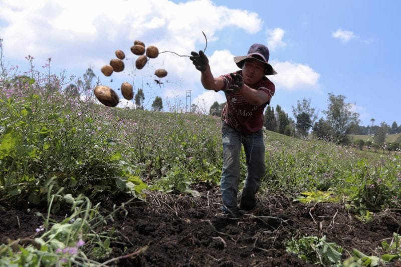 Finagro: Campesinos de Santander, a beneficiarse con línea de financiación imagen de la publicación