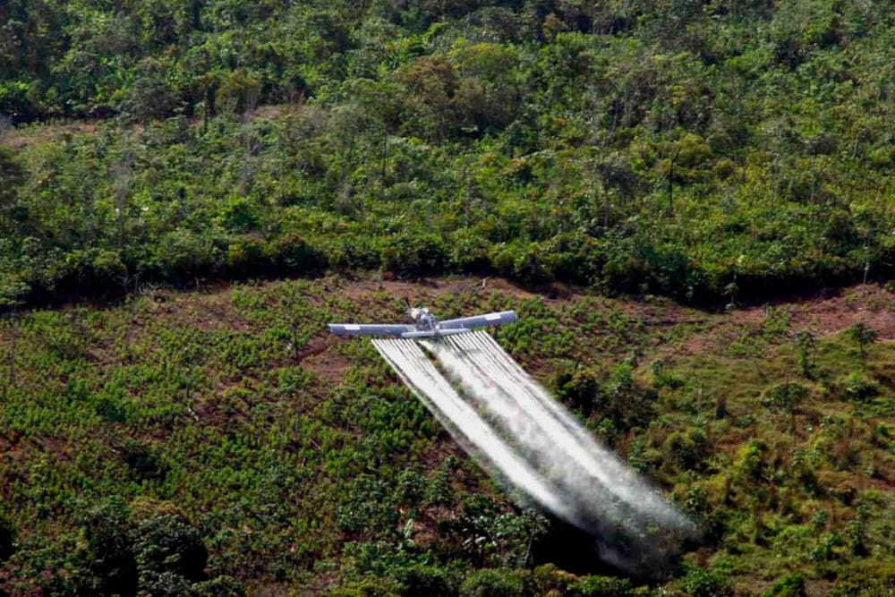 Revive iniciativa en Colombia para prohibir el glifosato en cultivos ilícitos imagen de la publicación