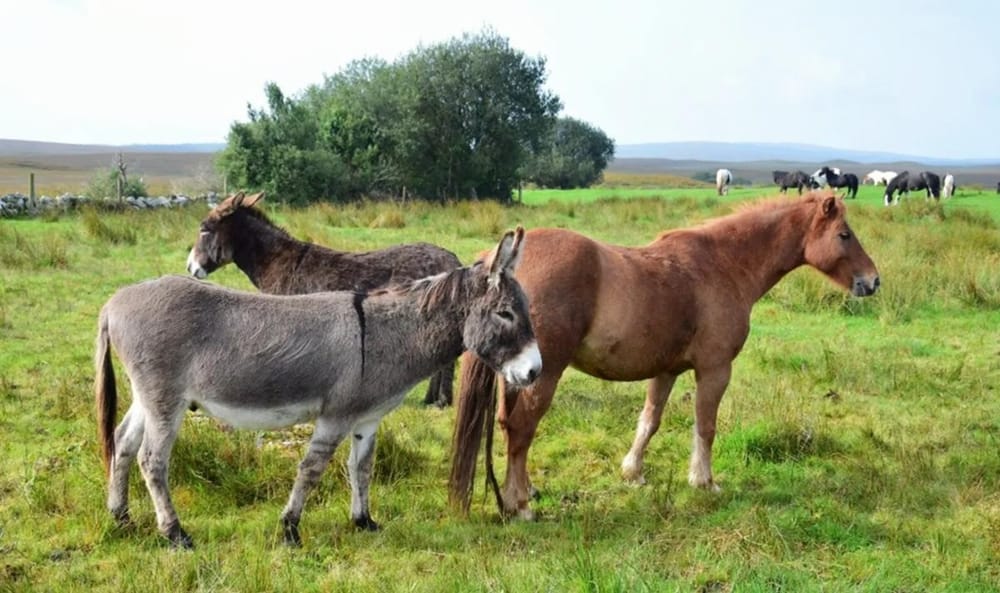 Caballos y burros eran sacrificados en matadero clandestino en Bucaramanga imagen de la publicación