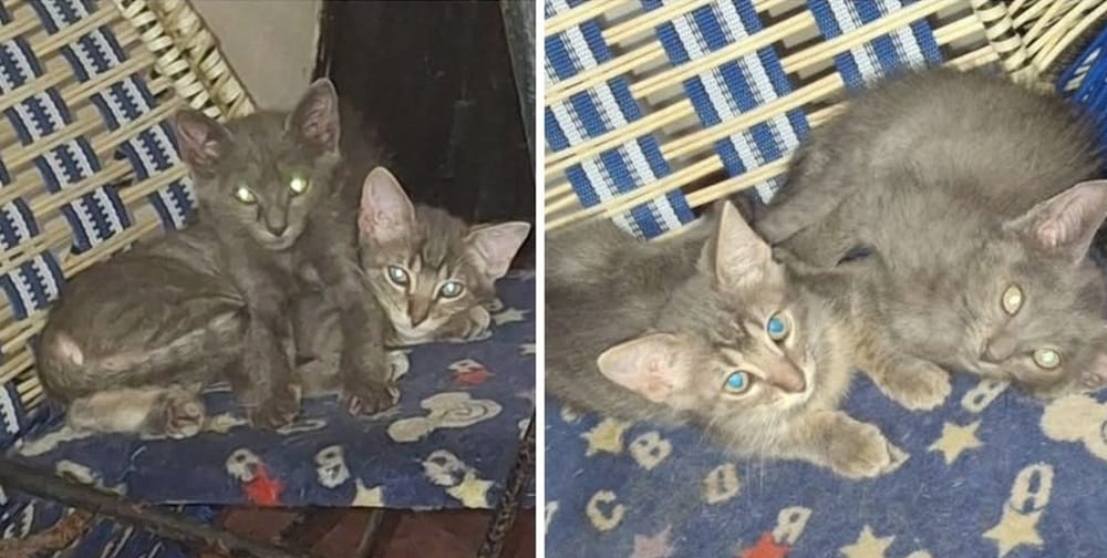 Sellado criadero clandestino de gatos en Bucaramanga por posibles irregularidades e insalubridad imagen de la publicación