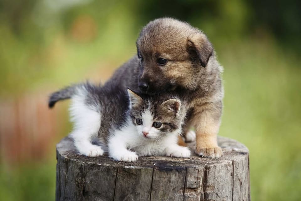 Millonario presupuesto para atención a perros  y gatos en Bucaramanga imagen de la publicación