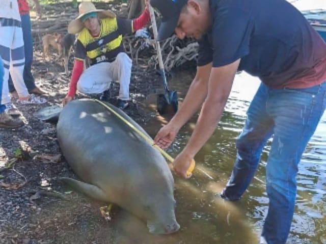 Triste hallazgo: Un manatí fue encontrado sin vida en la ciénaga imagen de la publicación