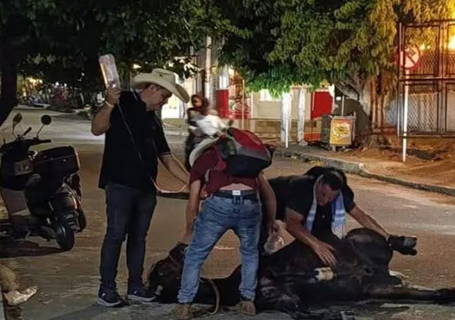 Última cabalgata de un equino en Sabana de Torres que murió en medio de la calle imagen de la publicación