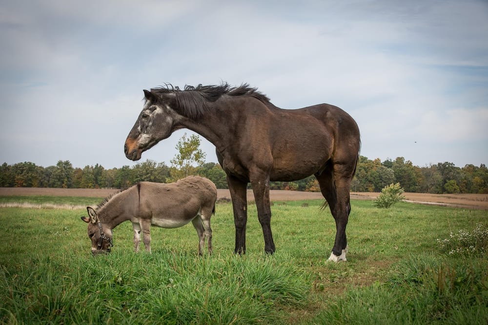 Tras incautaciones de carne de caballo y de burro en Bucaramanga un experto UDES explica las consecuencias de su consumo imagen de la publicación