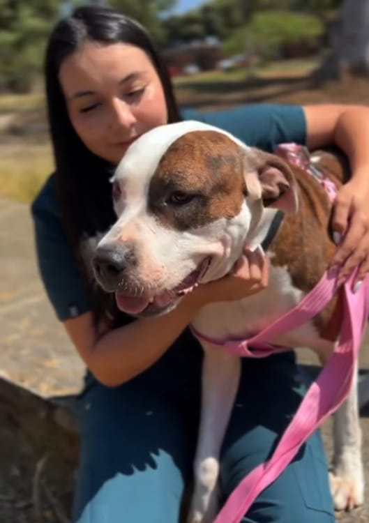 Rescate de animales en Bucaramanga hace familias felices imagen de la publicación