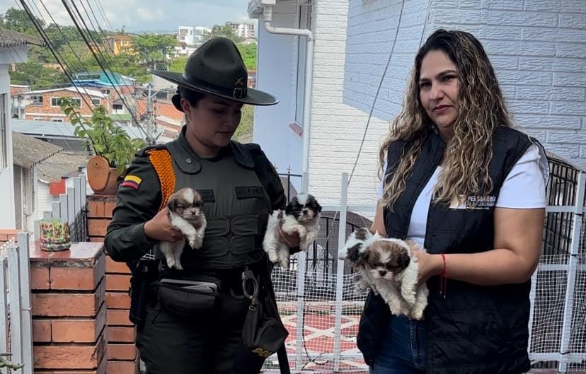 Denuncia ciudadana permitió operativo en Altos del Cacique para desmantelar criaderos clandestinos de mascotas imagen de la publicación