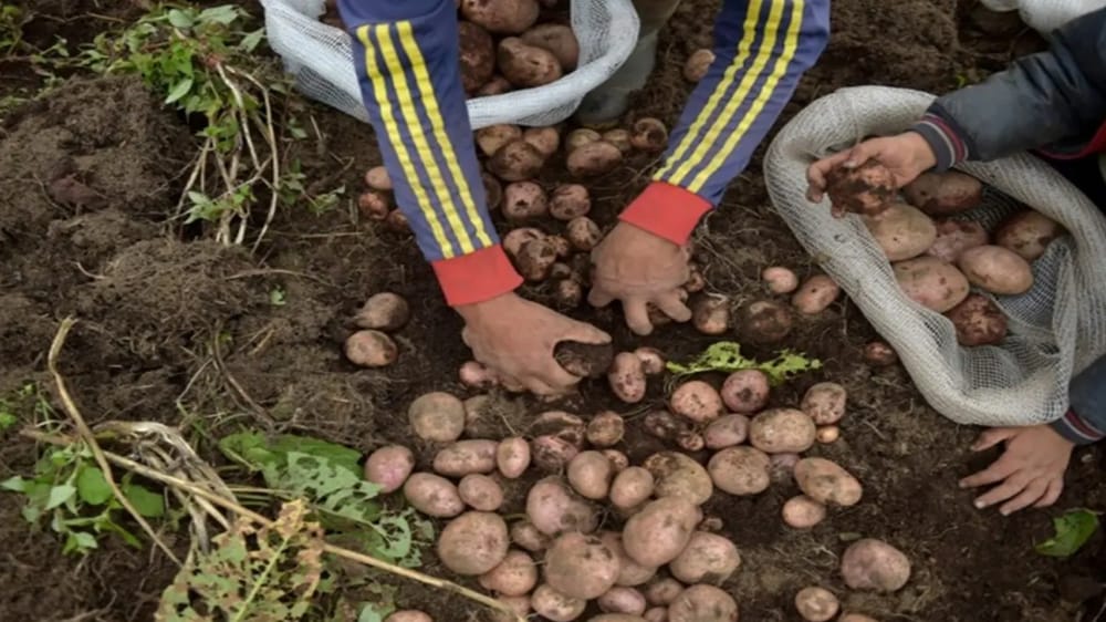 Paperos del oriente colombiano irán a paro si el Gobierno no los escucha imagen de la publicación