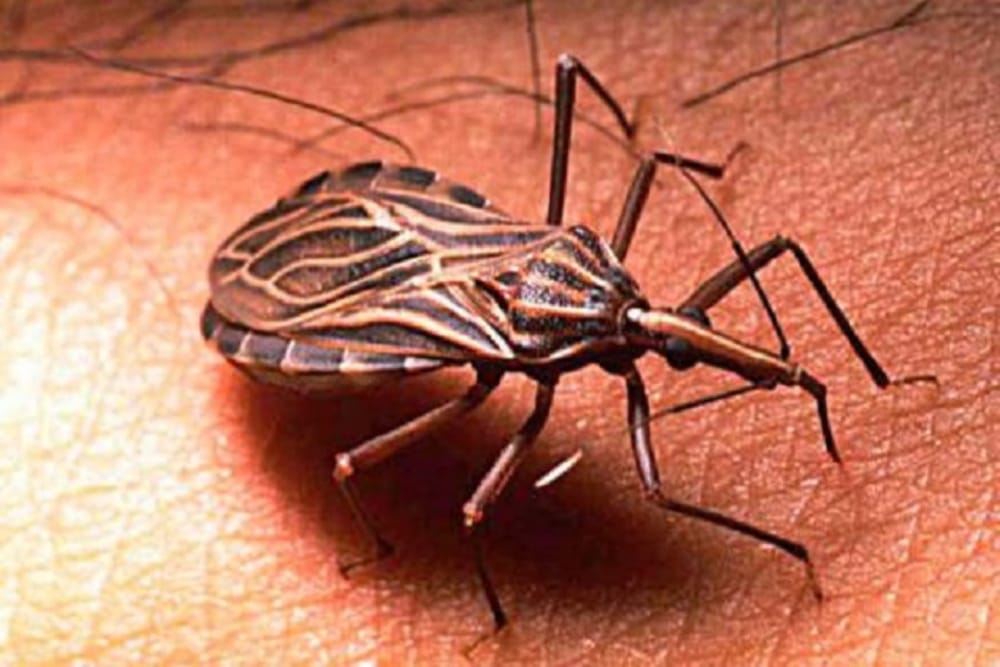 Alerta por incrementos de casos de Chagas en Santander imagen de la publicación