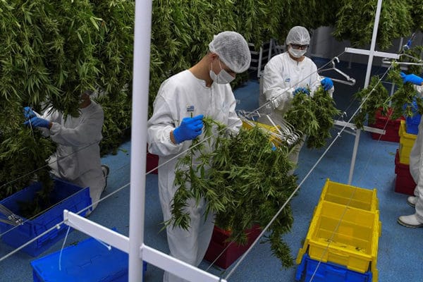 Productores y empresarios del cannabis recibirán formación virtual gratuita imagen de la publicación