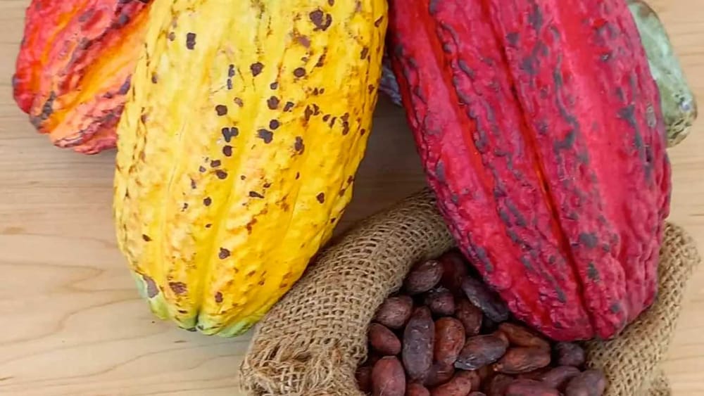 Cacaoteros de Santander, protagonistas en el ChocoFest 2025 imagen de la publicación