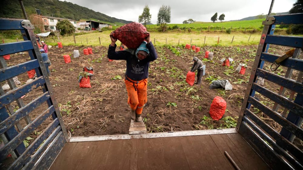Agro colombiano: crecimiento de áreas sembradas y producción de cultivos transitorios en 2025 ​ imagen de la publicación
