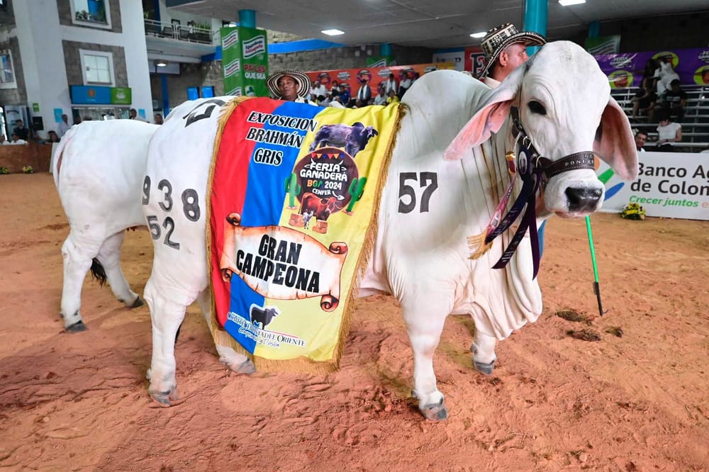 Feria Ganadera de Colombia 2025 iniciará su edición 75 en Cenfer Santander imagen de la publicación