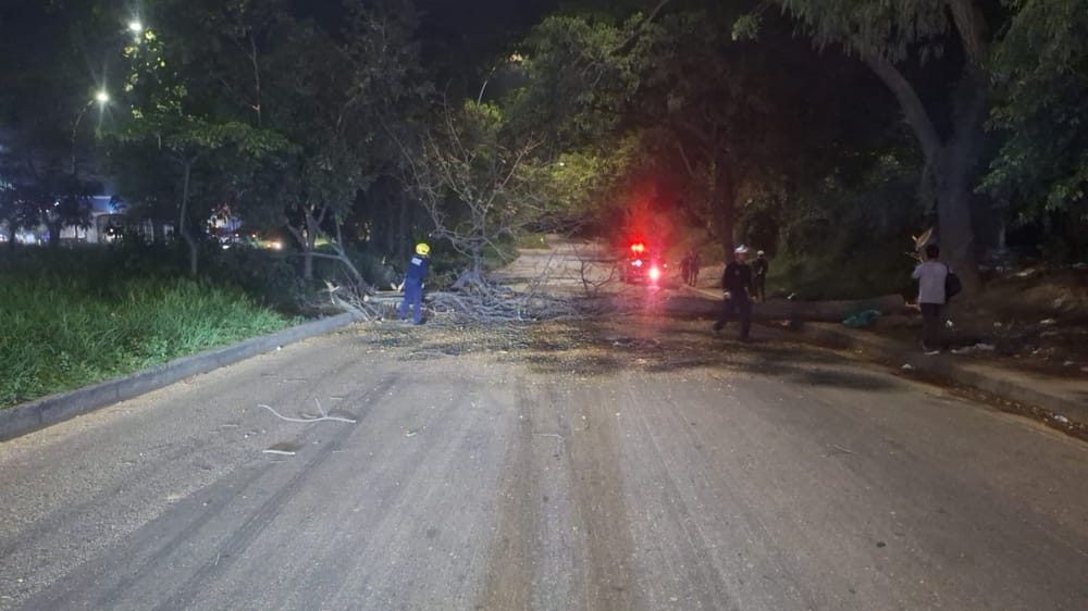 Árbol obstaculizó el tráfico vehicular en Centroabastos imagen de la publicación