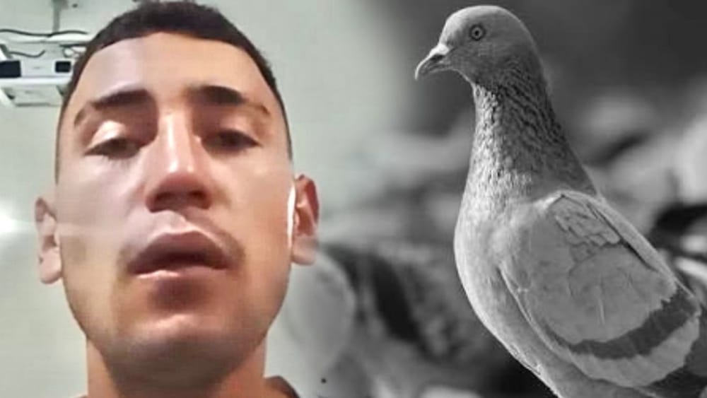 Judicializado hombre que degolló con sus dientes dos palomas imagen de la publicación