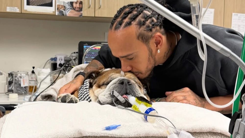 Lewis Hamilton pide oraciones por la salud de su perro Roscoe, en coma tras sufrir un paro cardíaco imagen de la publicación