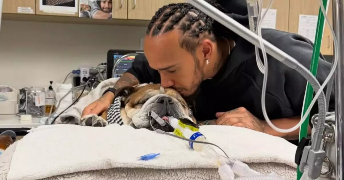 falleció Roscoe, el fiel compañero de Lewis Hamilton imagen de la publicación