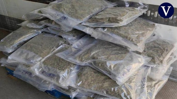 Incautan más de 140 kilos de marihuana en Santander imagen de la publicación