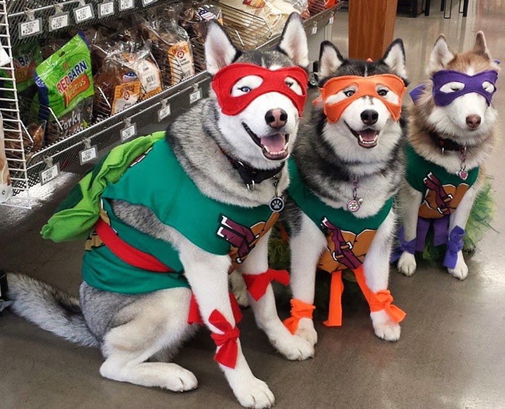 Radiotón para los ‘Peluditos’ Edición Halloween imagen de la publicación