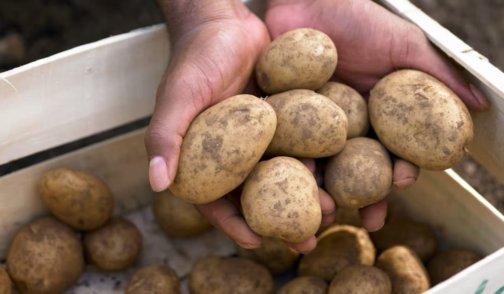 Alcaldía garantizará espacios organizados para ‘Papatones’ imagen de la publicación