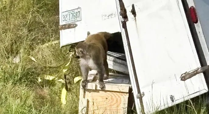 Monos infectados con virus de hepatitis C y covid-19 se escapan de laboratorio imagen de la publicación