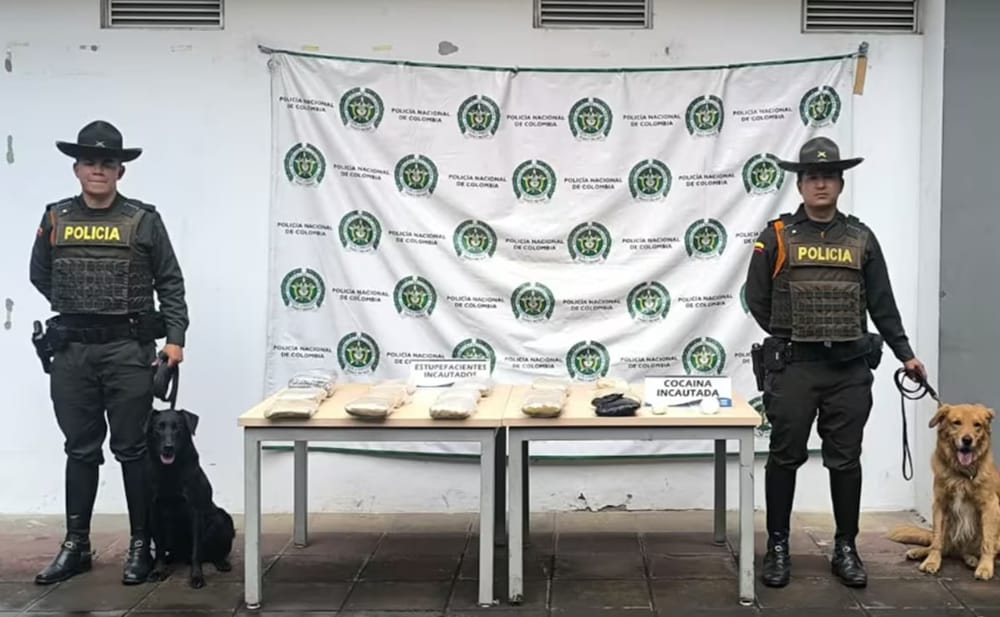 Olfato prodigioso les tumbo  'la vuelta' a mafias del narcotráfico en San Gil imagen de la publicación