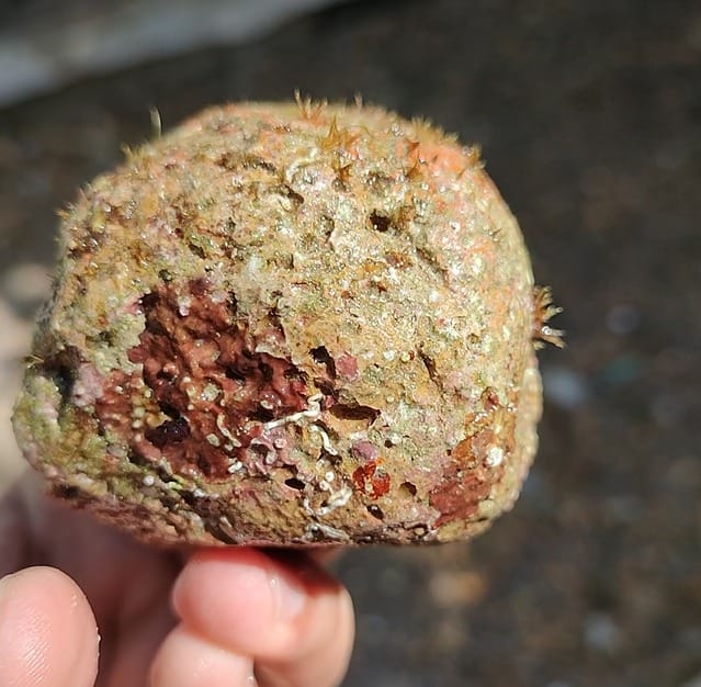 Jóvenes colombianos desarrollaron tecnología para acelerar la restauración del lecho marino imagen de la publicación