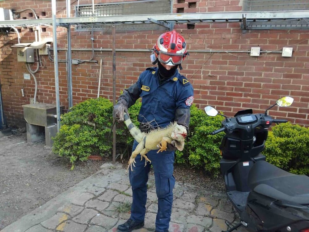 Llamado para integrar comunidad con fauna silvestre en Floridablanca imagen de la publicación