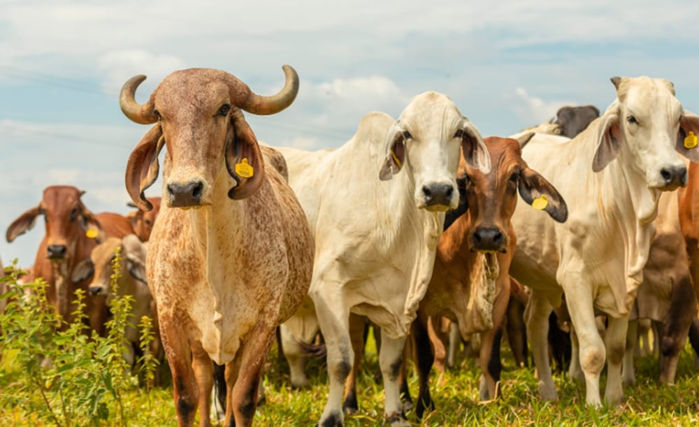 Cerrito da un giro productivo para enfrentar crisis de productores en García Rovira imagen de la publicación