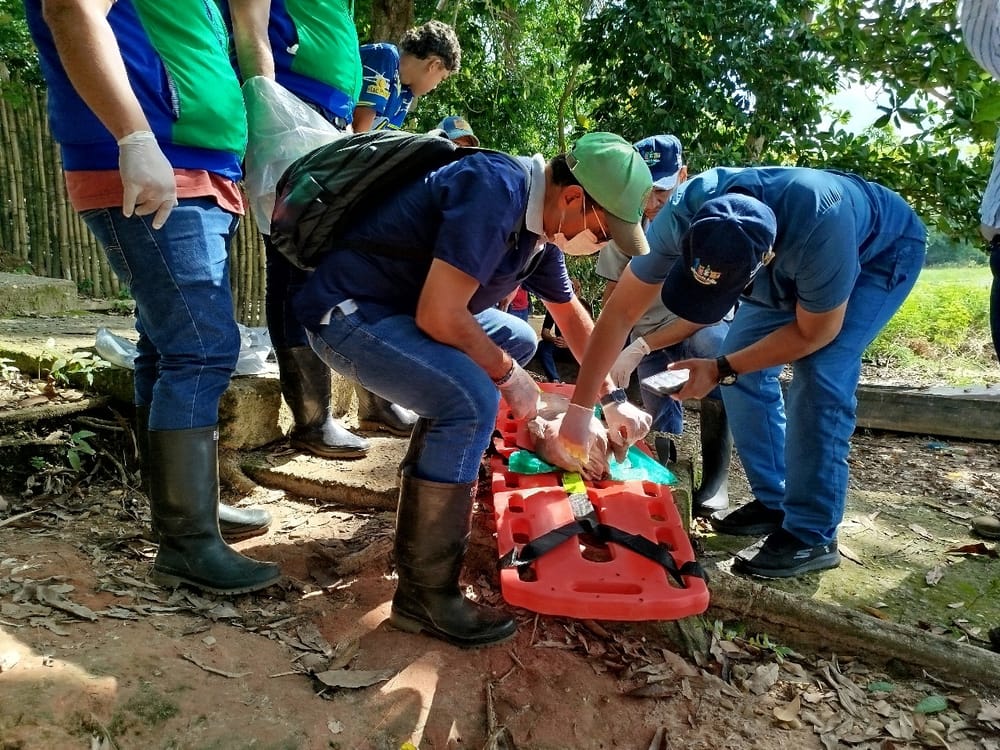 Alarma ambientales en Barrancabermeja por la muerte de otro manatí antillano imagen de la publicación