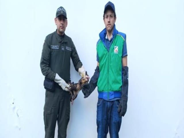 Policía de Santander rescata zarigüeya hallada en vía pública imagen de la publicación