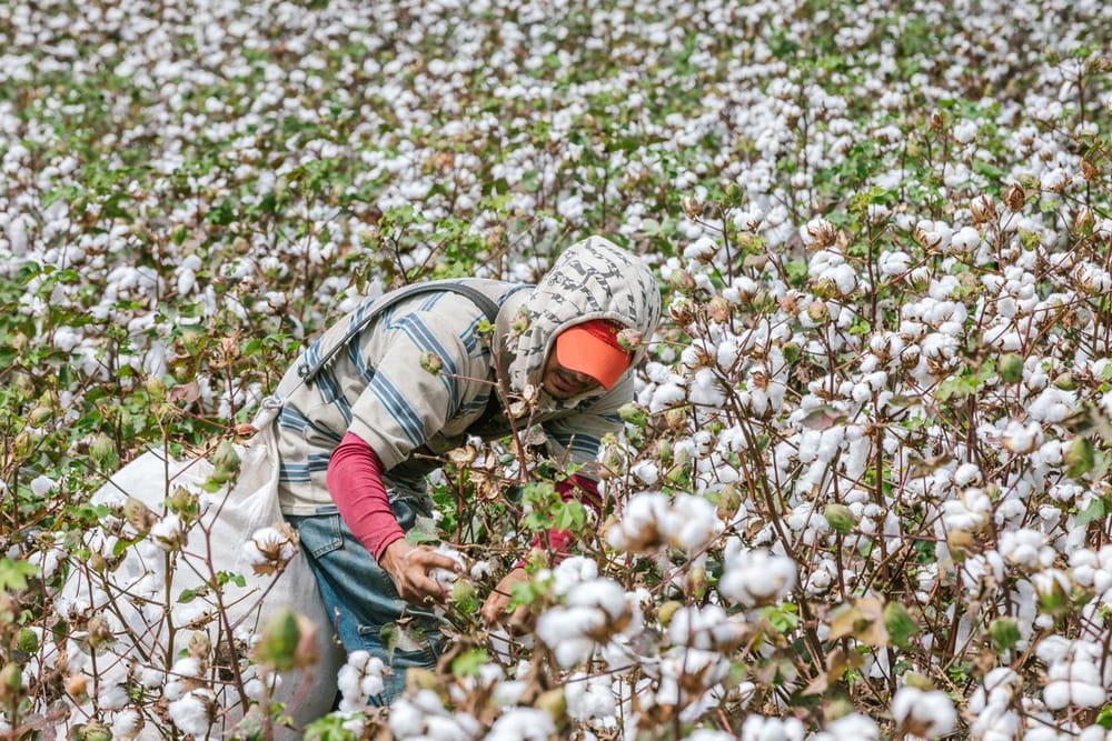 Santander pide ser incluido en la política pública que quiere reactivar cultivo de algodón en Colombia imagen de la publicación