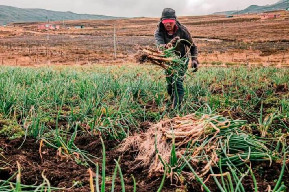 Productores de cebolla larga en Tona piden ayuda por la caída abrupta de precios imagen de la publicación