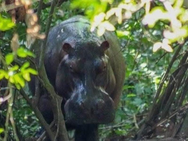 Hpopótamo adulto apareció en una finca rural de Barrancabermeja y causó  pánico en la región imagen de la publicación