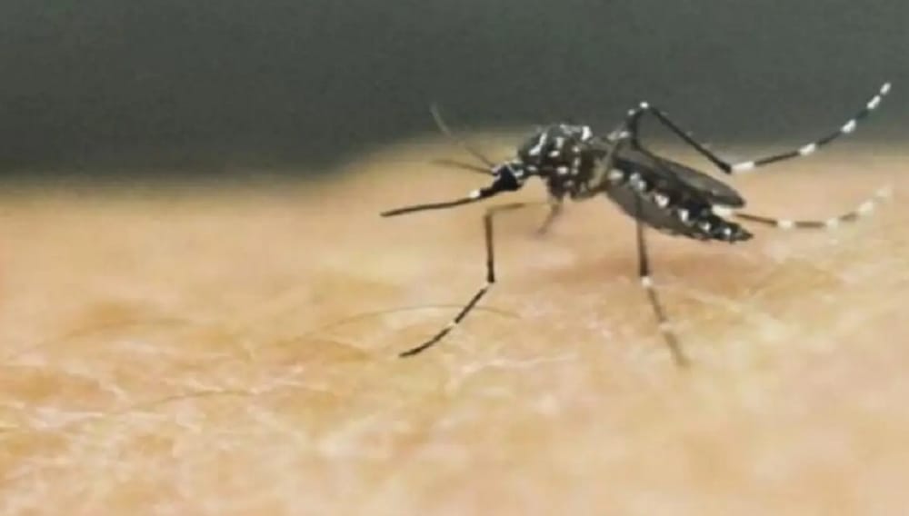 Universidad Industrial de Santander avanza en investigación para contener el dengue en Santannder imagen de la publicación